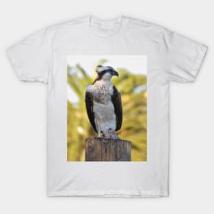 Osprey with fish T-Shirt